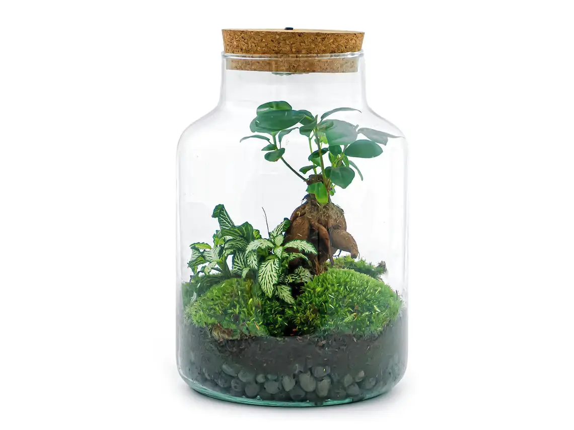 Kit DIY Terrario Bonsai